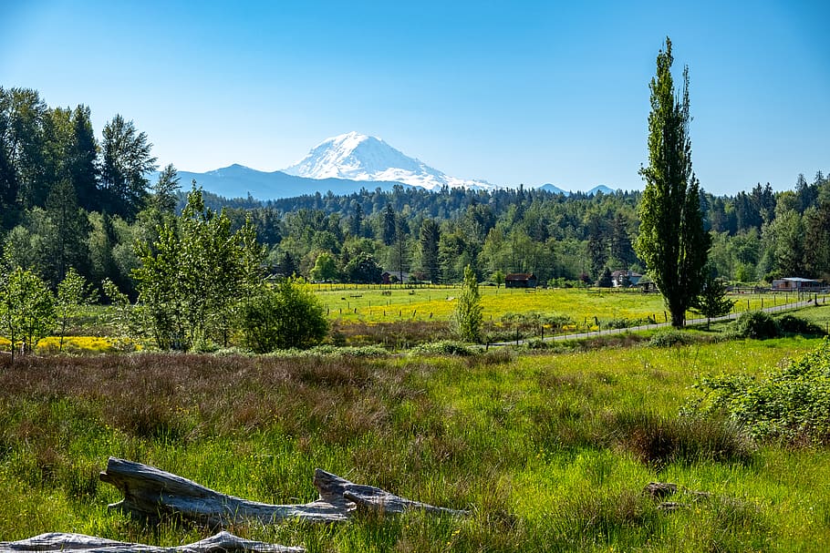 dirt road with trees on the side, field, outdoors, mount rainier, HD wallpaper