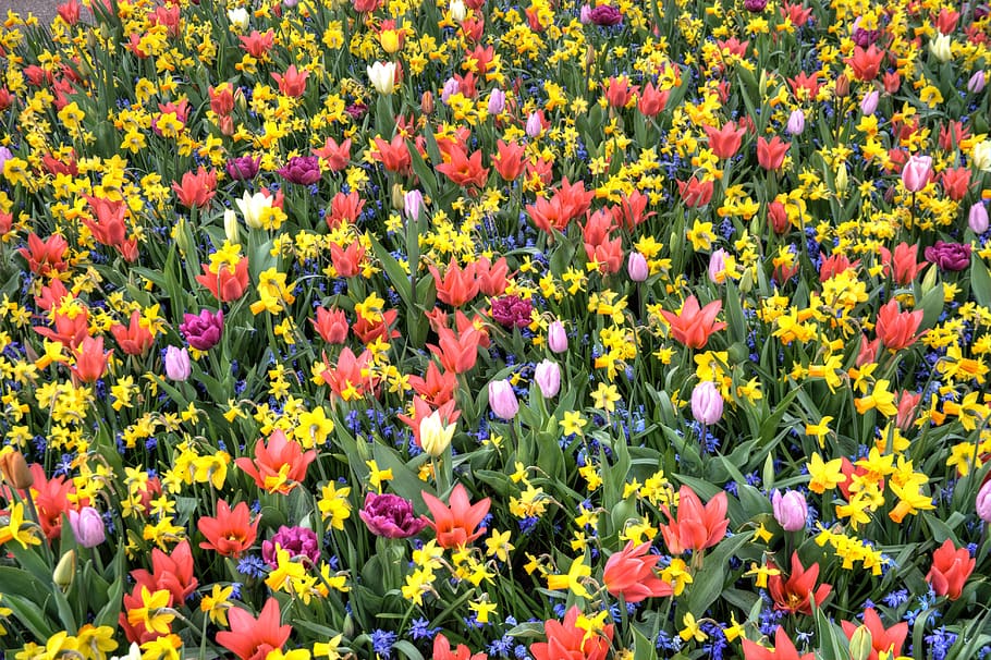 tulips, bed, flowers, spring, park, holland, netherlands, garden HD wallpaper