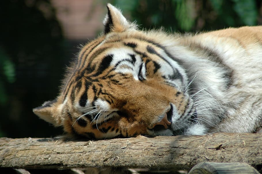 zoo, tiger, animal, predator, nature, carnivore, mammals, portrait HD wallpaper