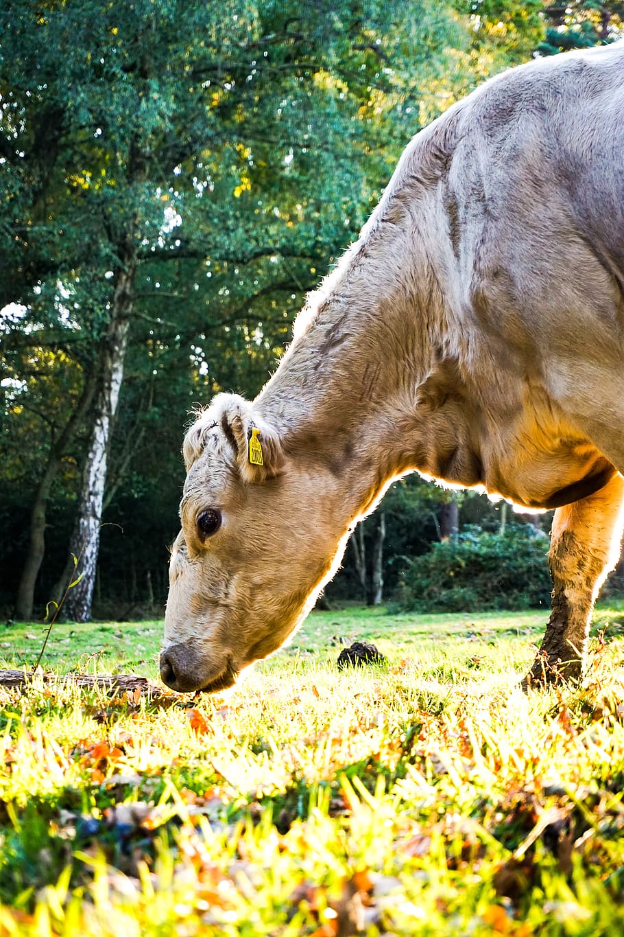 united kingdom, new forest, ashurst fields, eating, cow, wildlife HD wallpaper