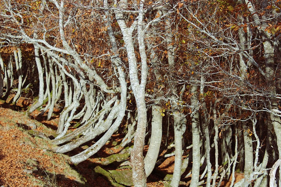 brown leaf trees in sslope, plant, tree trunk, france, saint-hippolyte HD wallpaper