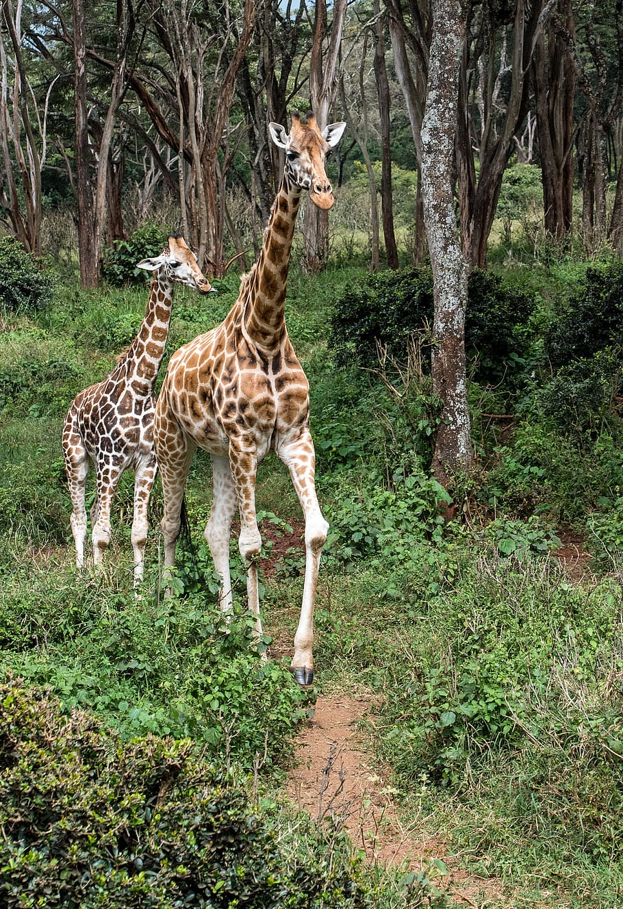 two giraffes on land, animal themes, mammal, animal wildlife HD wallpaper