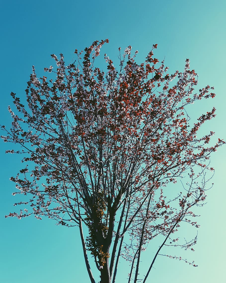 chile, viña del mar, sky, plant, low angle view, tree, beauty in nature HD wallpaper