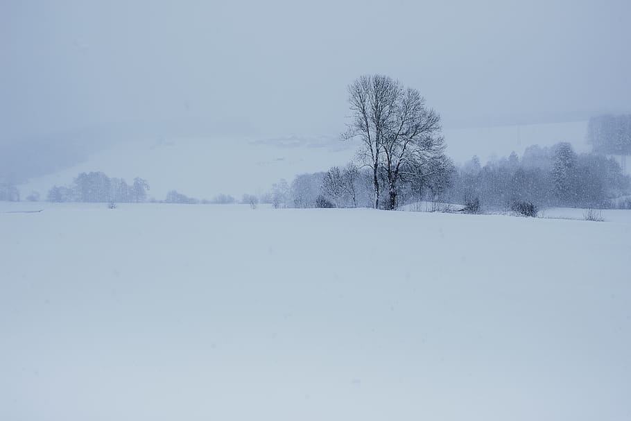 winter, snow, landscape, tree, nature, cold, wintry, snowfall HD wallpaper