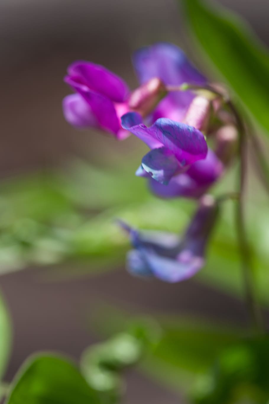 flowers, beautiful, blossom, bright, bunch, closeup, detail HD wallpaper