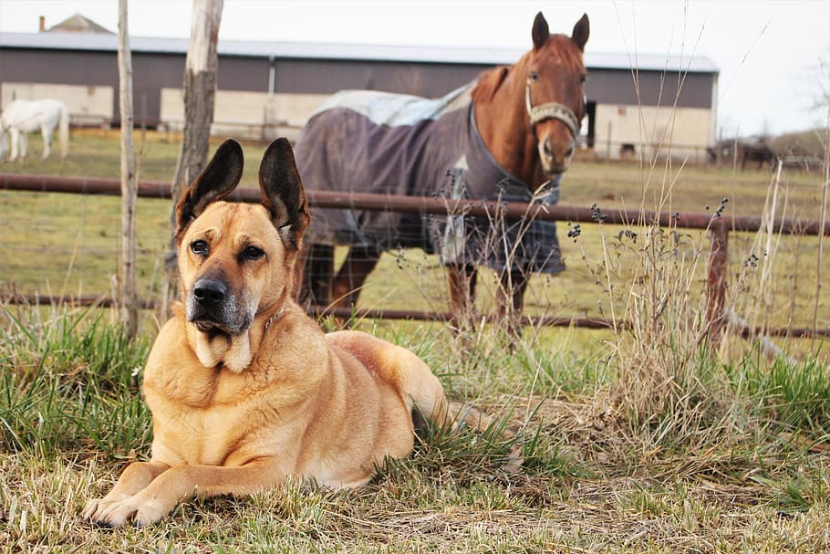 large-size short-coated tan dog, pets, domestic animals, mammal HD wallpaper