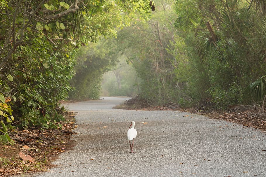 bird, walking, trail, forest, wood, tree, white, duck, goose, HD wallpaper