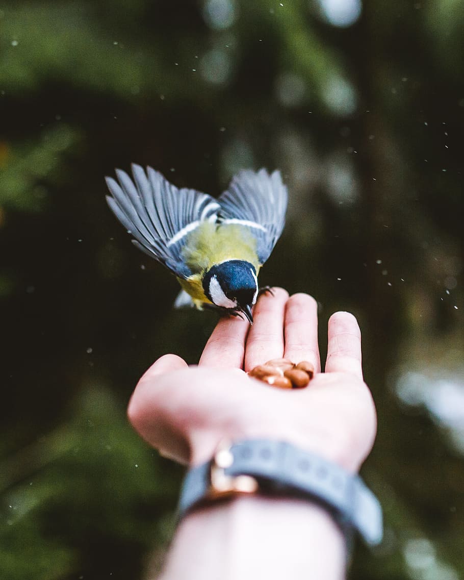person holding green, blue, and green bird, nut, blue tit, feeding HD wallpaper