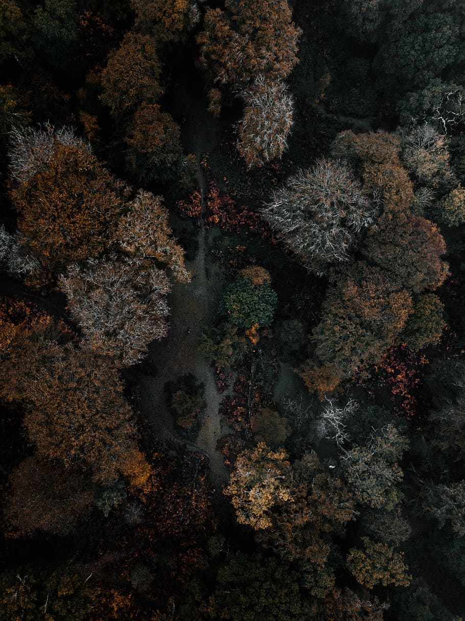 aerial photography of forest, autumn, tree, autumnal, weather