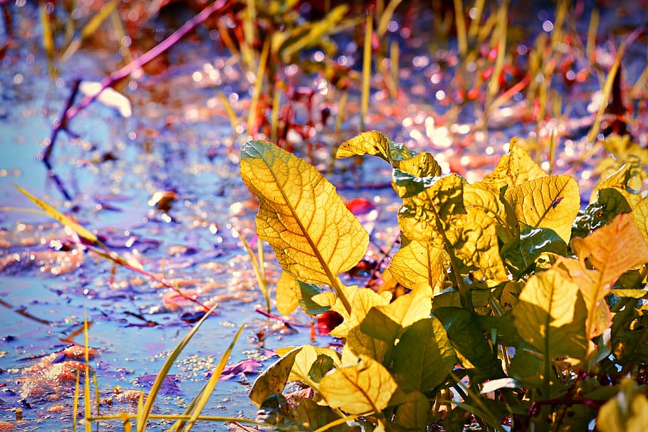 marsh, water, leaf, aquatic vegetation, autumn color, back lighting HD wallpaper