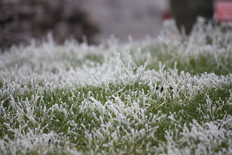 frost, grass, prairie, cold, morning, ice, gel, winter, green HD wallpaper