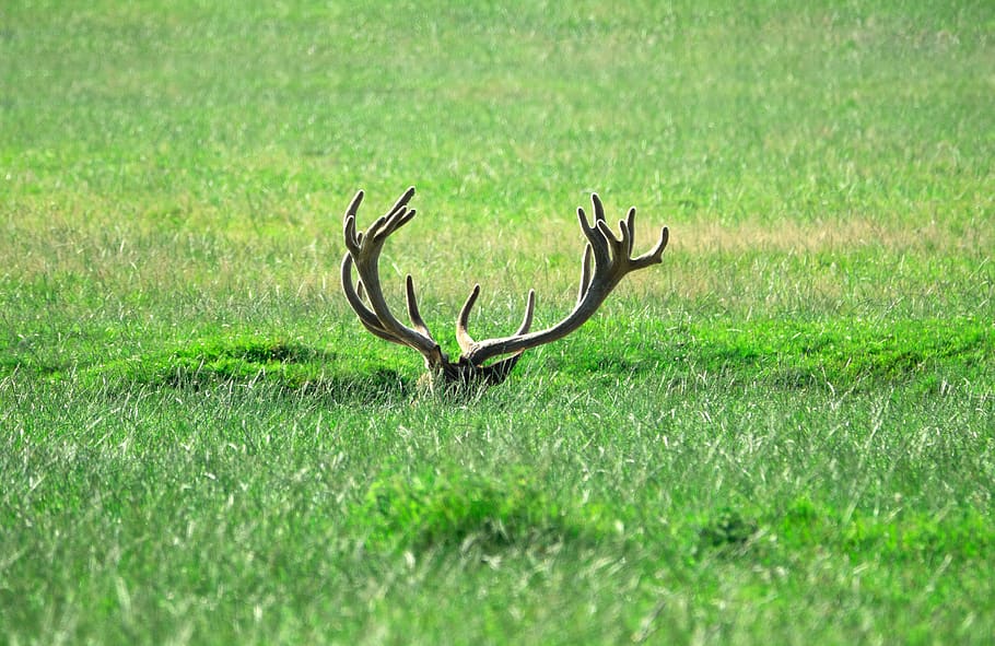 hirsch, antler, concerns, meadow, nature, animal, animal world HD wallpaper
