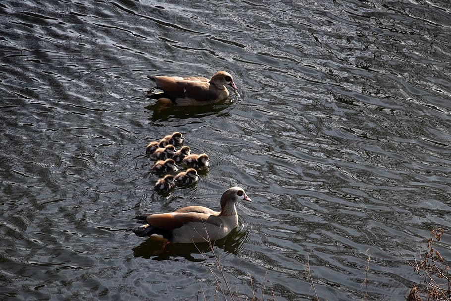 duck, ducklings, nature, small, plumage, family, animal themes HD wallpaper