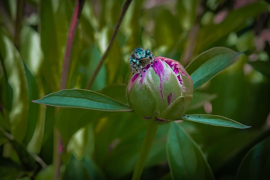 peony, bud, spider, flower, red, spring, plant, growth, plant part HD wallpaper