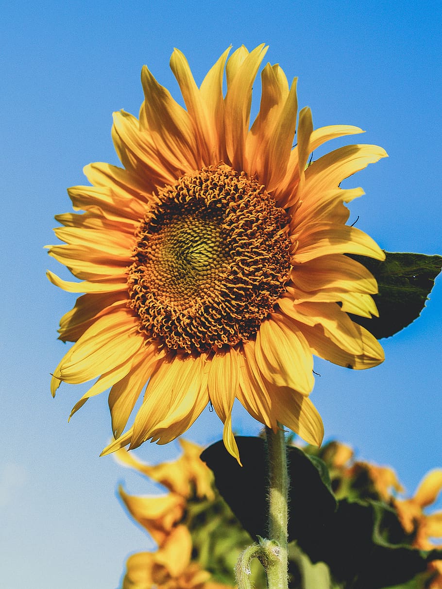 Photo Yellow Sunflower, bloom, blossom, close-up, flora, flower wallpaper HD wallpaper