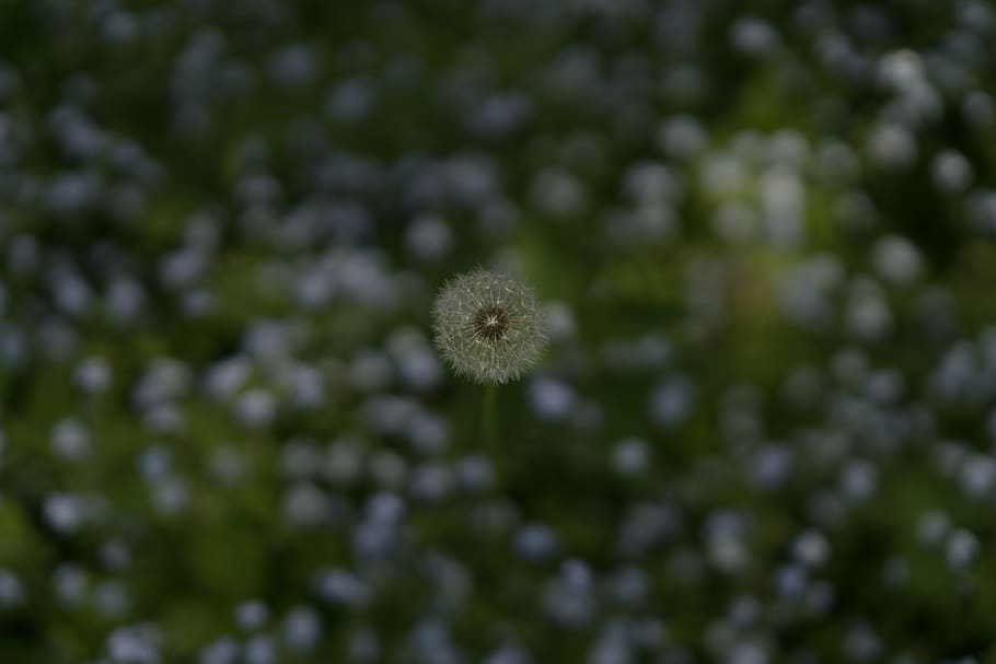 dandelion, flower, spring, blossom, green, flowers, closeup HD wallpaper