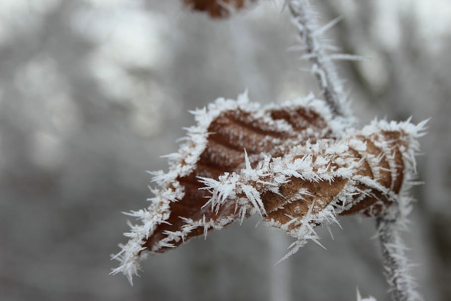 ripe, crystals, beech leaf, frost, eiskristalle, winter, cold HD wallpaper