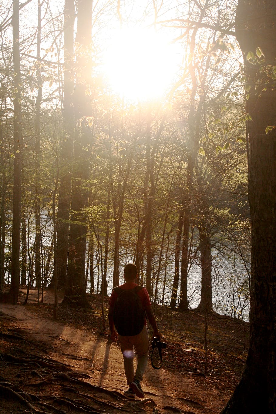 Man Walking Through the Forest, backlit, bright, camera, dawn HD wallpaper