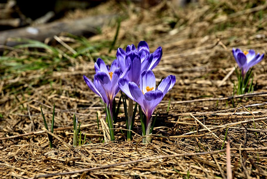 Purple Petaled Flower on Brown Hay, bloom, blossom, crocus, flora HD wallpaper