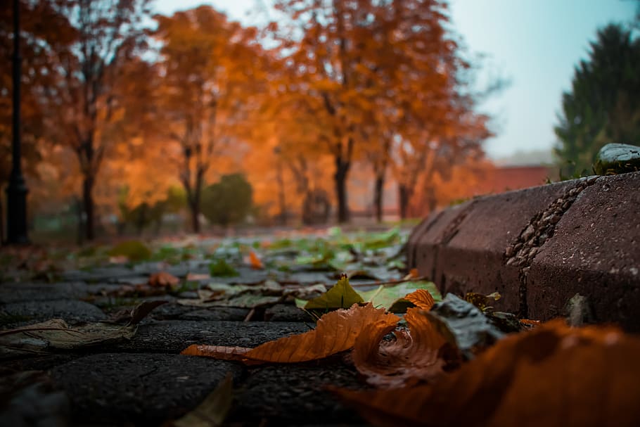 Green and Brown Leaves on Gray Surface, blurred background, bright HD wallpaper