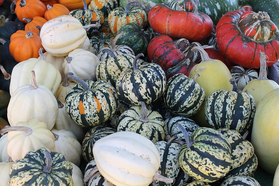 fall, pumpkins, gourds, harvest, farm, food and drink, healthy eating HD wallpaper