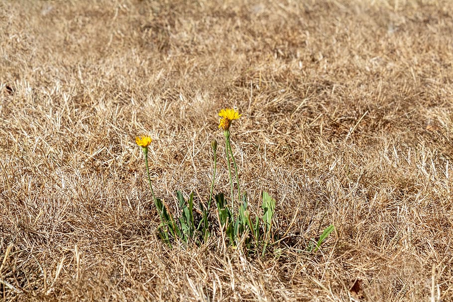 drought, dry grass, heat wave, summer heat, yellow lawn, burned, HD wallpaper