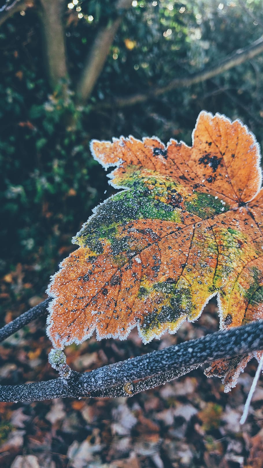 A leaf on the ground changing colors., close-up, no people, day HD wallpaper