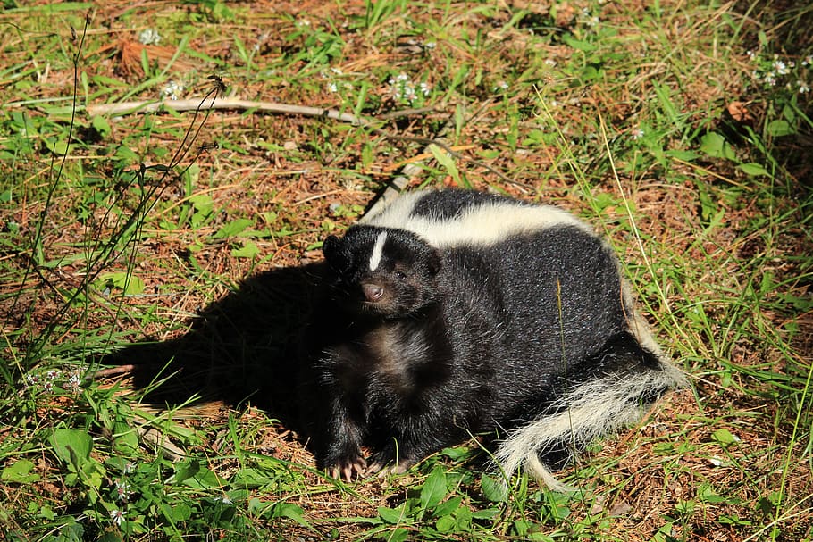 skunk, nature, animals, flora, fur, stripes, zoo, creature HD wallpaper