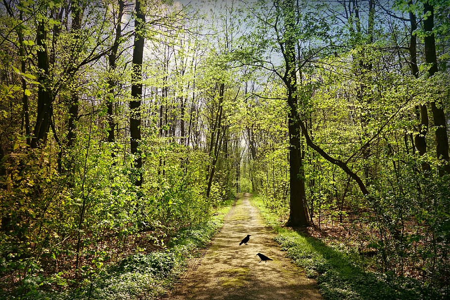 forest path, tree, foliage, woods, track, spring time, sunlight HD wallpaper