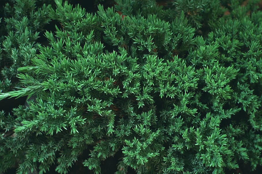 trees, green, forest, green color, growth, plant, full frame HD wallpaper