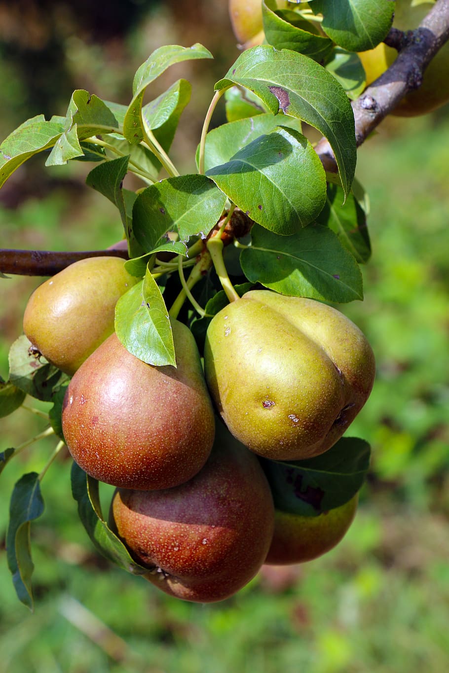 fruit, harvest, pears, summer, fruits, agriculture, food, food and drink HD wallpaper
