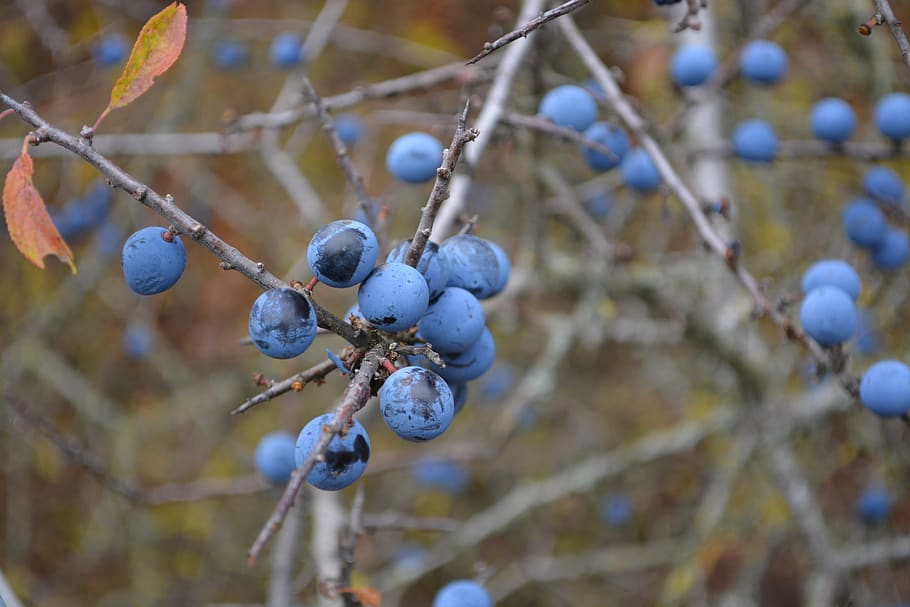 HD wallpaper: berries, nature, blue, blueberries, bush, branches ...