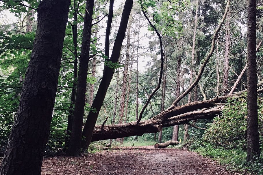Tree, fallen tree, forest, plant, land, trunk, tree trunk, tranquility HD wallpaper