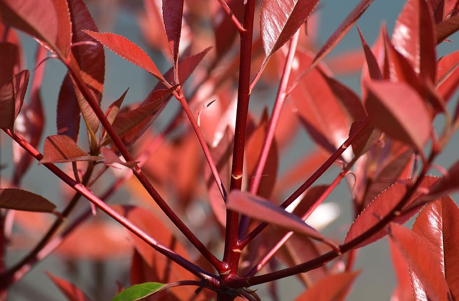 red, leaves, texture, plant, growth, close-up, no people, day HD wallpaper