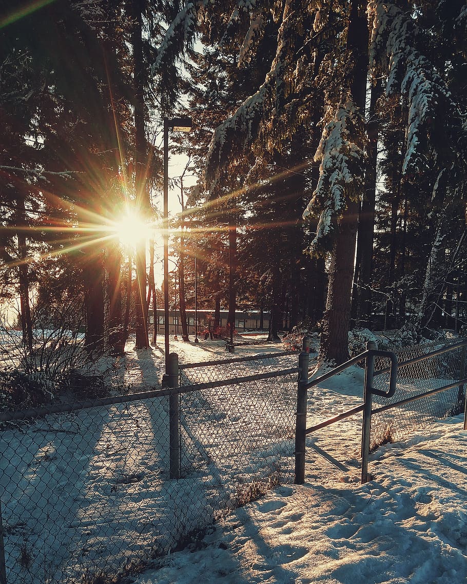 tree, snow, cold temperature, sun, sunlight, winter, plant HD wallpaper