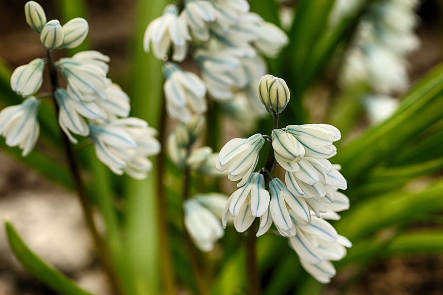 flower, white, plant, spring, nature, macro, blossom, flowering plant HD wallpaper