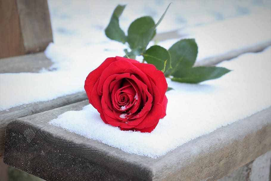 red rose on bench, winter, romantic, snow, snowflakes, frozen, HD wallpaper