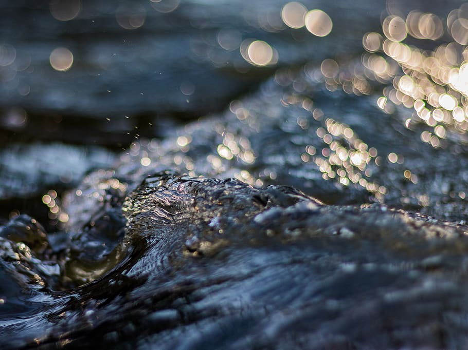 water splash, selective focus, no people, nature, reptile, animal themes HD wallpaper