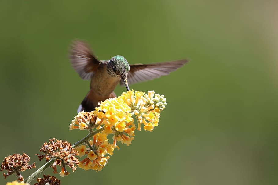 gray and brown hummingbird perching on yellow petaled flower, HD wallpaper