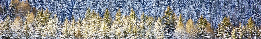 plant, tree, outdoors, ice, nature, snow, frost, pine, conifer HD wallpaper