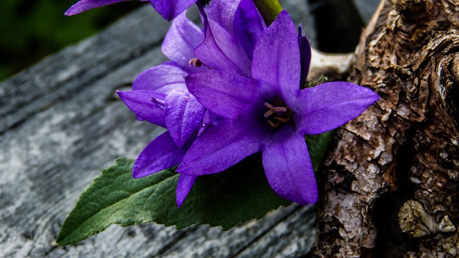 canada, canmore, wallpaper, background, shapes, star, beautiful HD wallpaper