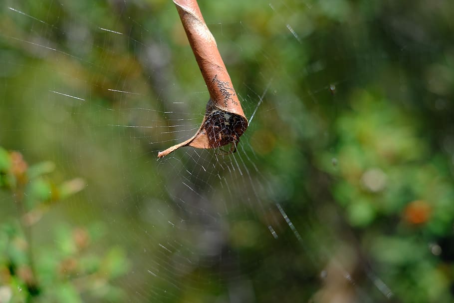 cobweb, hiding place, spider, cobwebs, phonognatha graeffei HD wallpaper