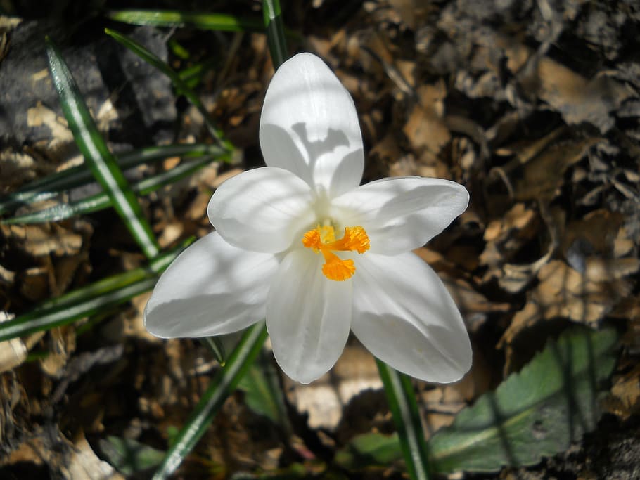 crocus, white, spring, bloom, flora, snowdrop, beautiful, garden HD wallpaper