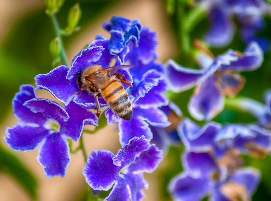 bee, flowers, nectar, violet, garden, nature, pollen, summer HD wallpaper
