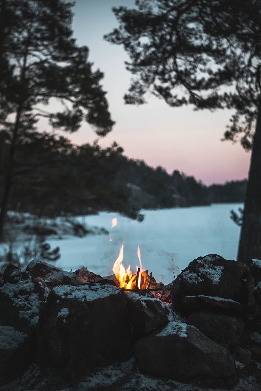 bornfire near tree, burning, flame, fire - natural phenomenon HD wallpaper