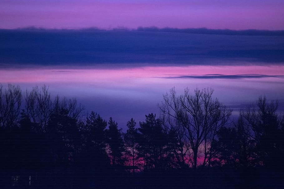 Silhouette of Trees, clouds, forest, landscape, lilac, purple HD wallpaper