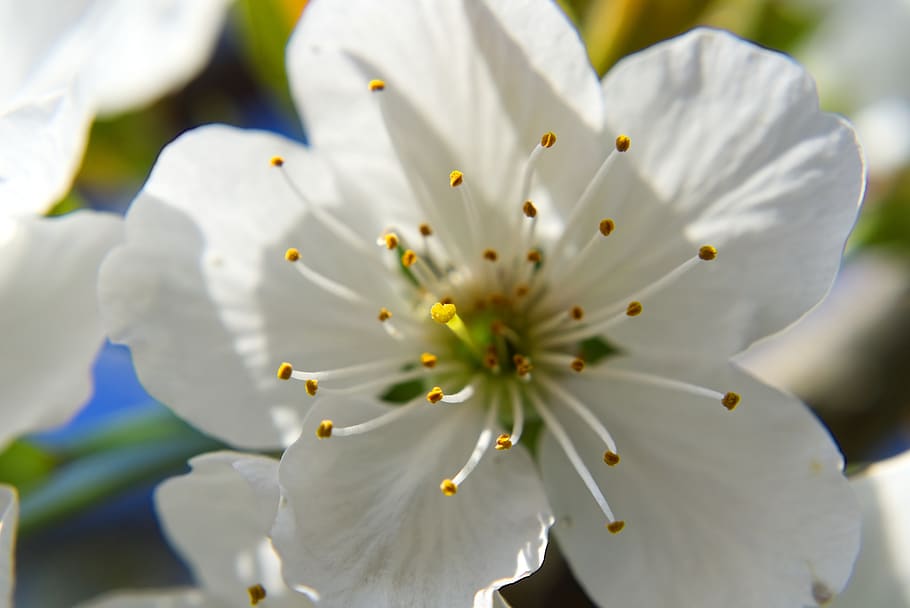 blossom, bloom, cherry, macro, close up, sprinkle, tree, spring HD wallpaper