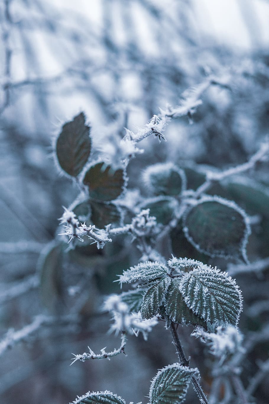 Close-Up Photo of Leaves Covered With Snow, blur, branches, cold HD wallpaper