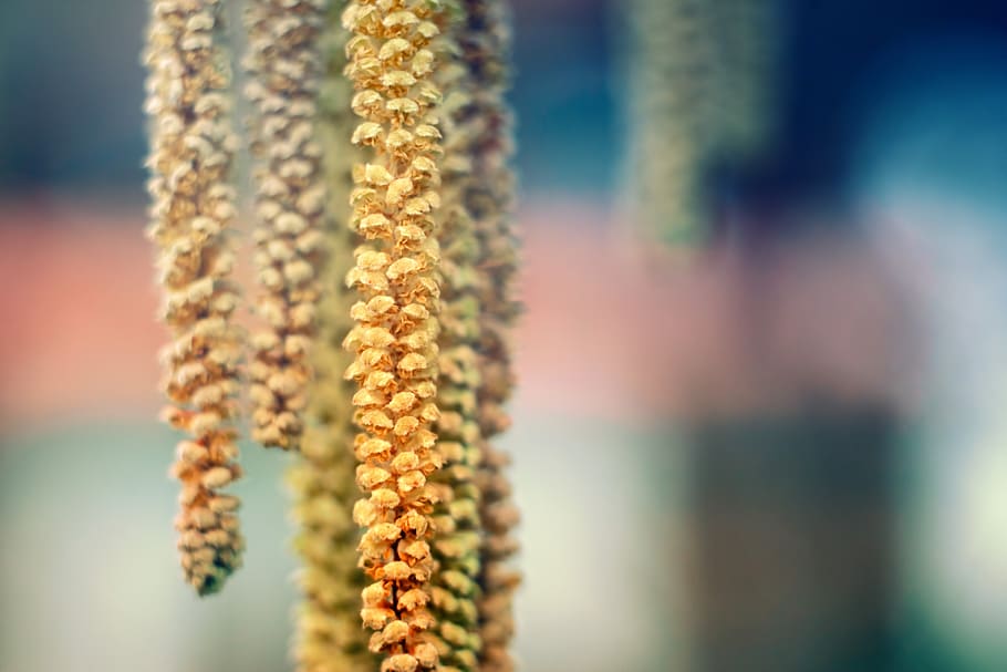 spring, pollen, nature, plant, blur, leaf, growth, garden, selective focus HD wallpaper