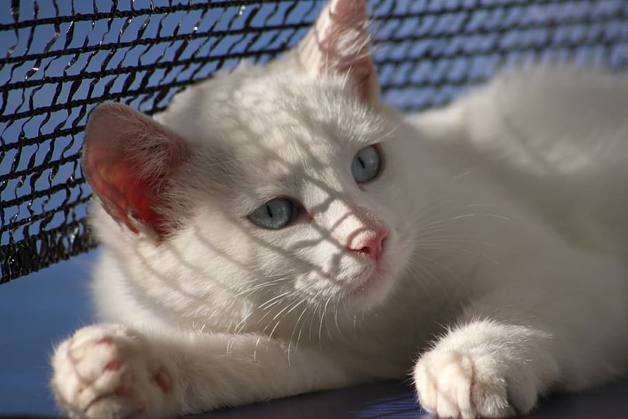 cat, white, kitten, pet, cute, fur, eyes, young, close up, ping-pong table HD wallpaper